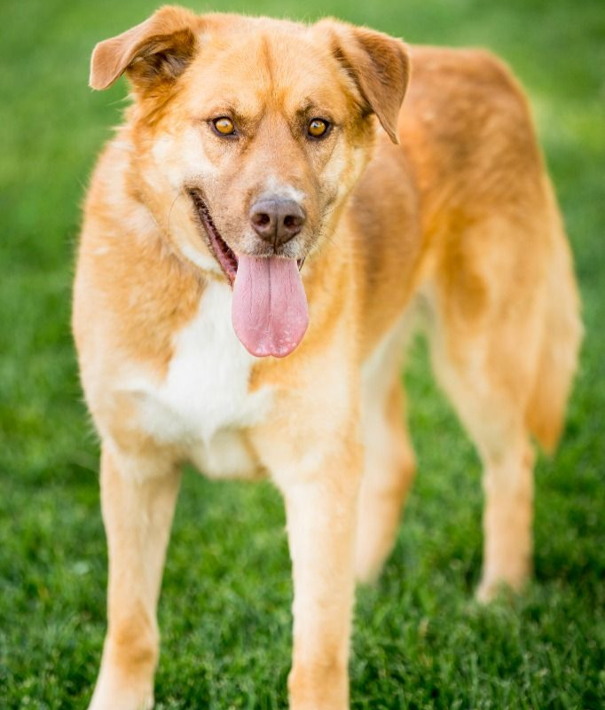 Dazumble, a foster dog who found her forever family