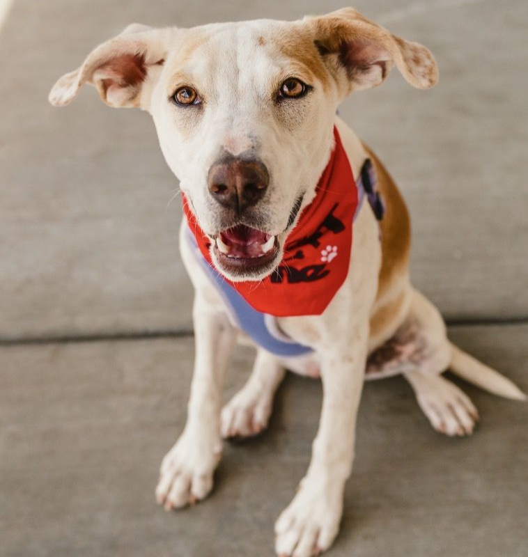 Foster dog wearing an Adopt Me bandana